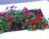 geraniums