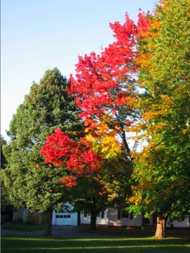 FallFoliage